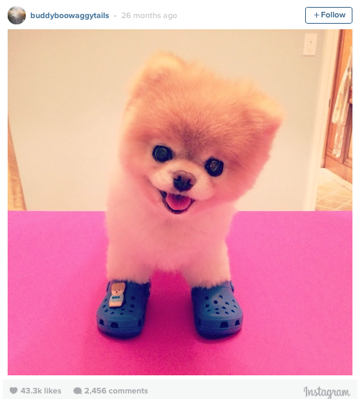 Job search tips from famous pooches Boo